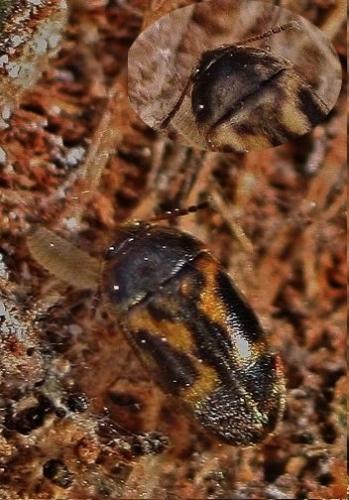 Litargus balteatus
